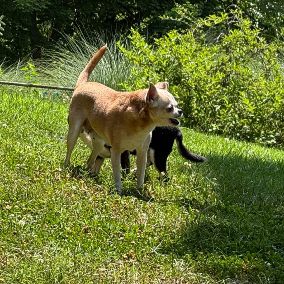 Enlarge Francine, a Adoptable Chihuahua in Rockville, MD image 6/6