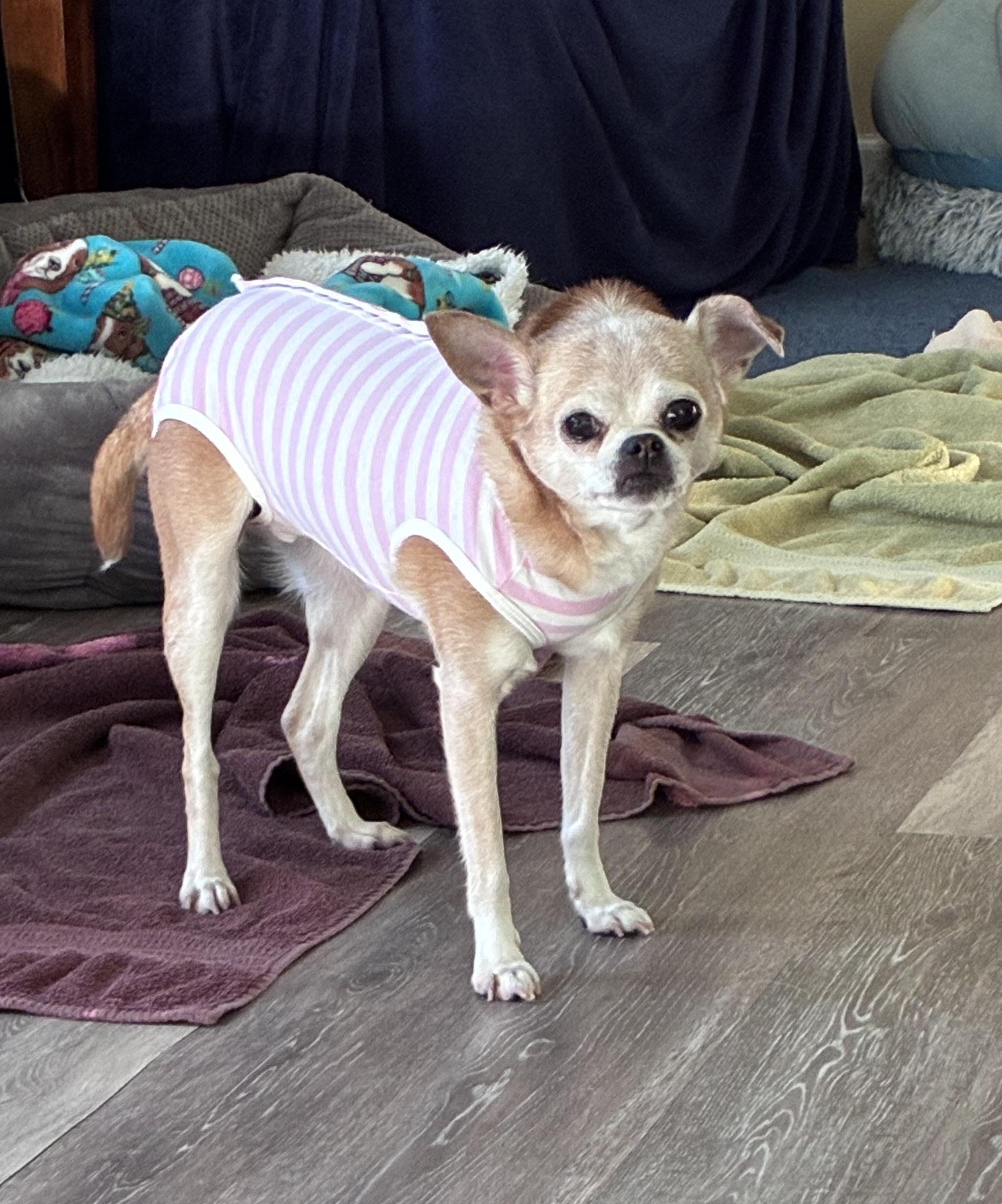 Enlarge Francine, a Adoptable Chihuahua in Rockville, MD image 3/6