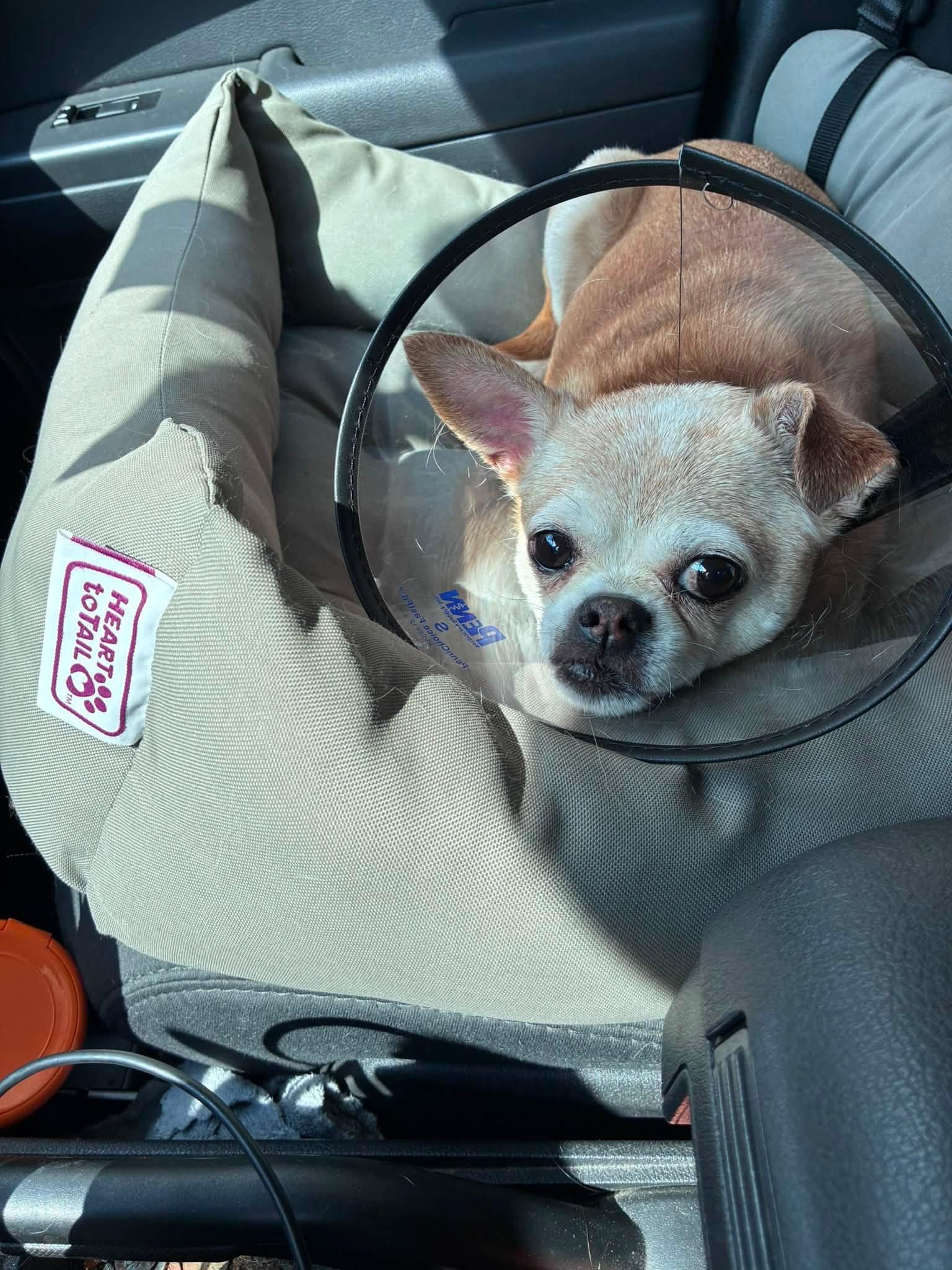 Enlarge Francine, a Adoptable Chihuahua in Rockville, MD image 5/6