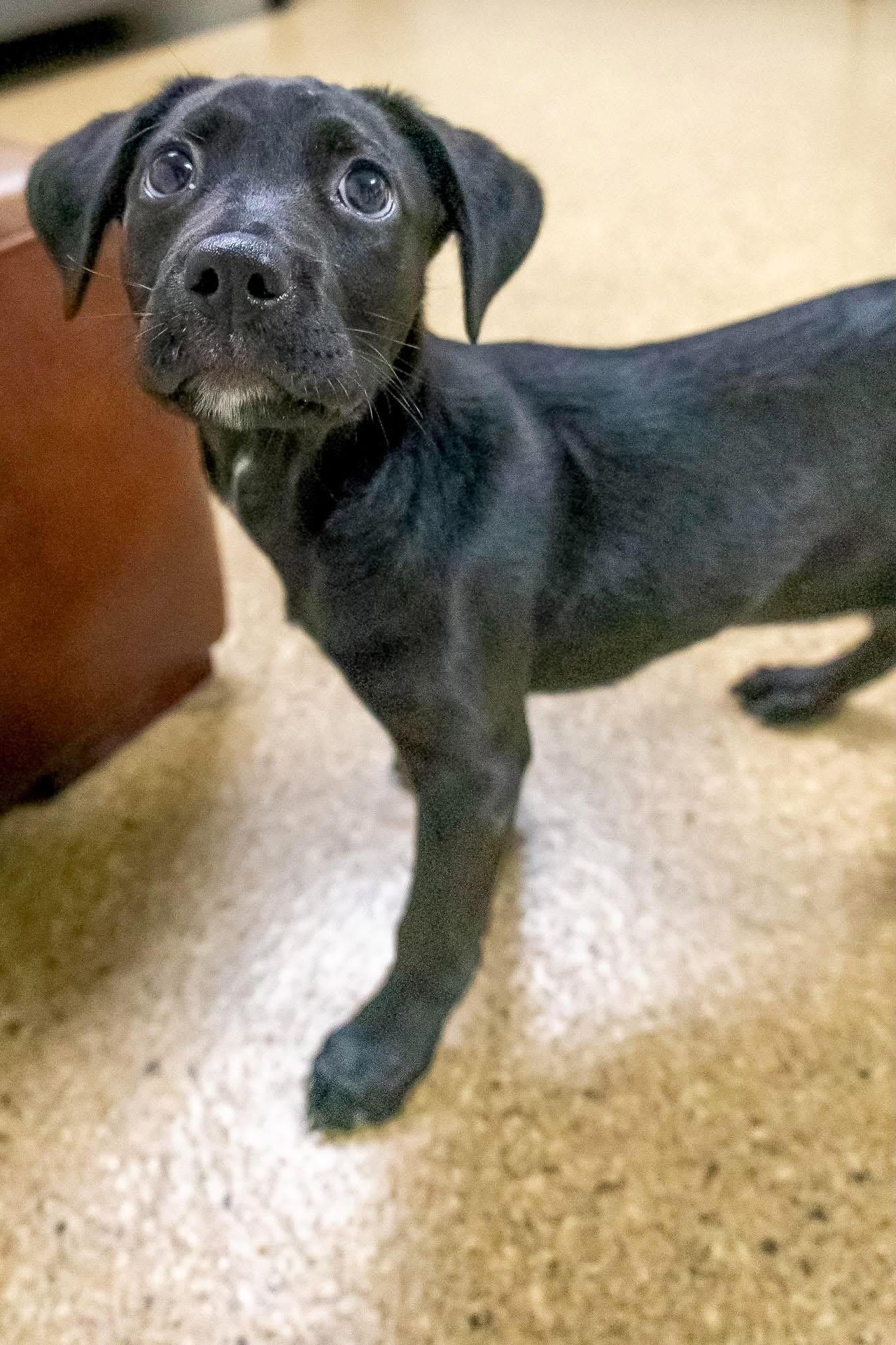 Enlarge Bubbles, a Adoptable mixed breed in Valparaiso, IN image 2/2