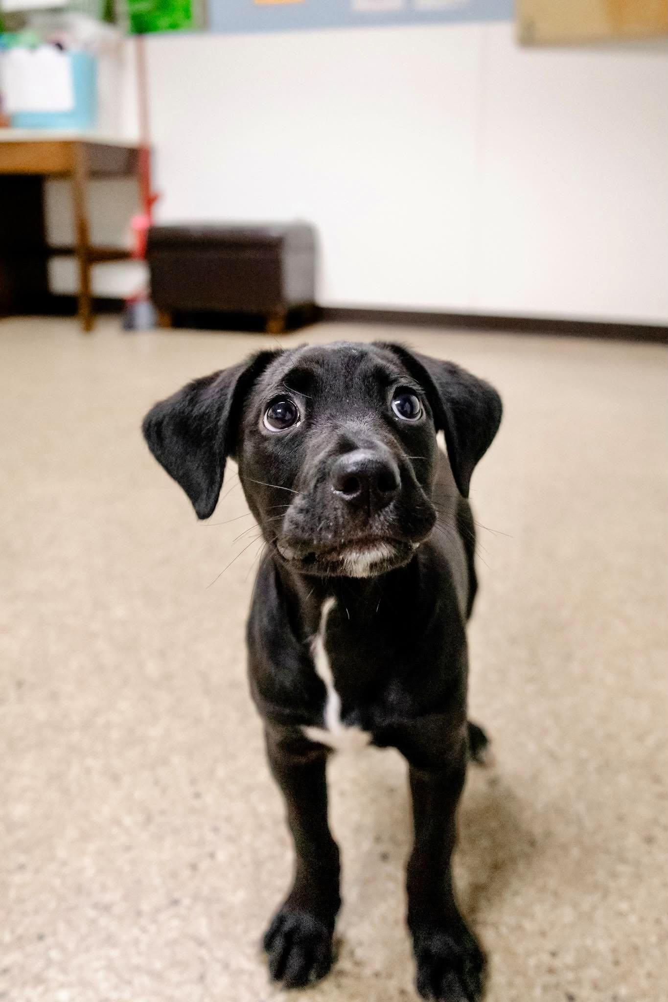 Enlarge Bubbles, a Adoptable mixed breed in Valparaiso, IN image 1/2
