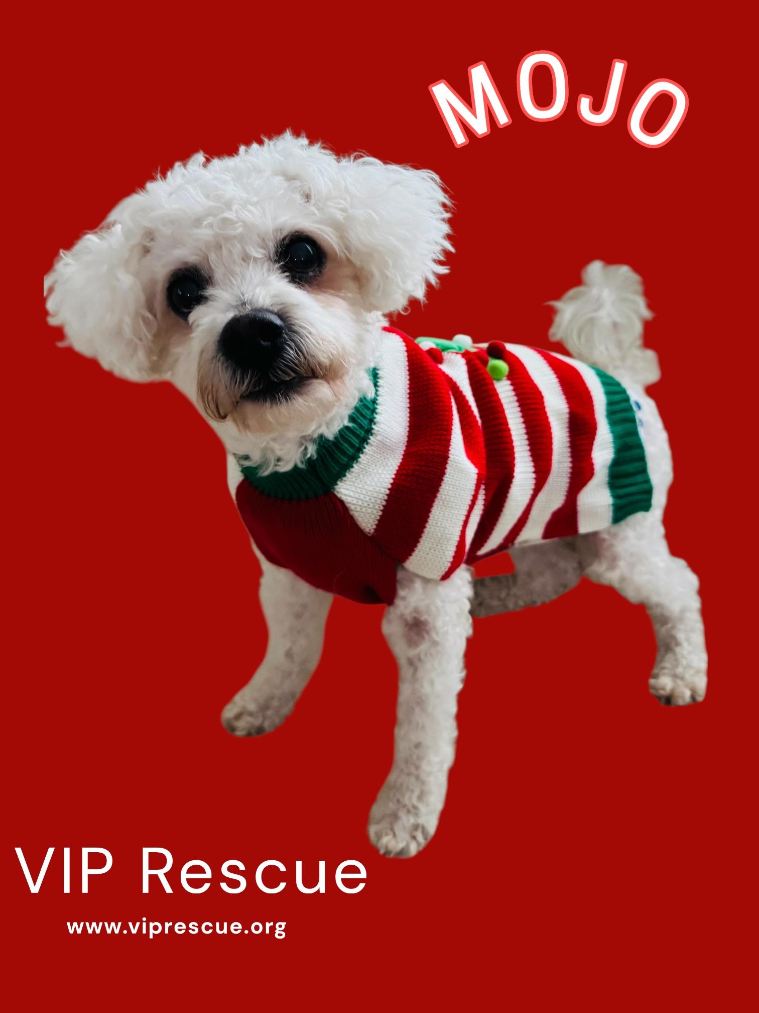 Mojo / Holiday, a ADOPTABLE Bichon Frise in Redington Beach, FL image 2/4