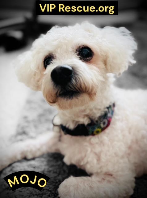 Mojo / Holiday, a ADOPTABLE Bichon Frise in Redington Beach, FL image 1/4