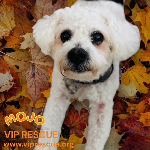 Mojo / Holiday, a ADOPTABLE Bichon Frise in Redington Beach, FL image 3/4