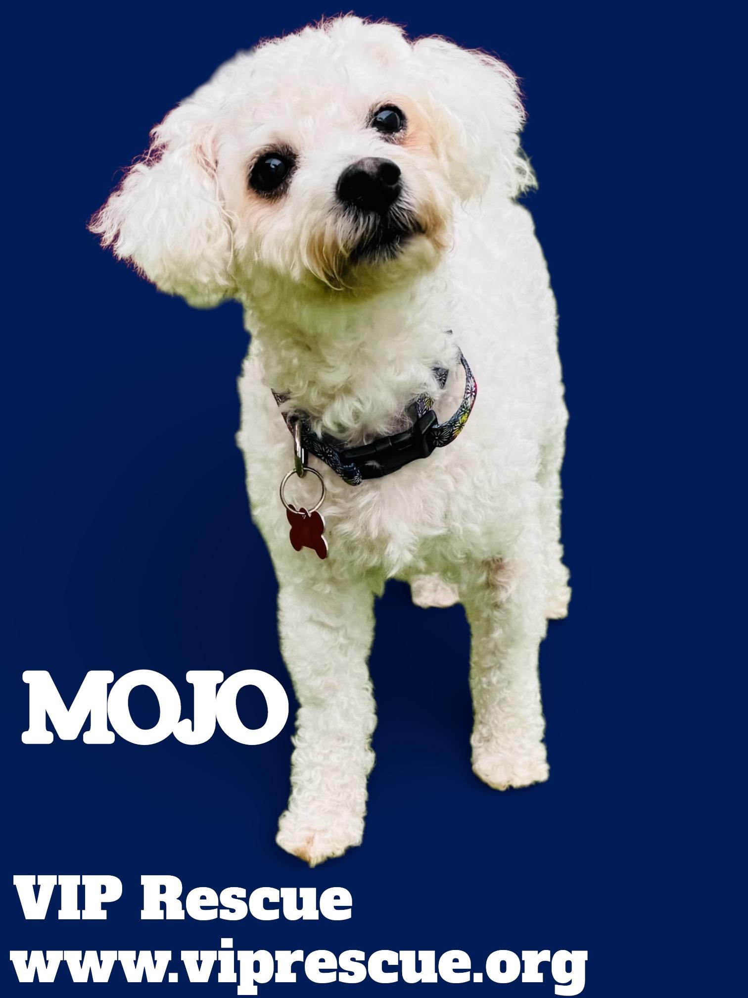 Mojo / Holiday, a ADOPTABLE Bichon Frise in Redington Beach, FL image 4/4