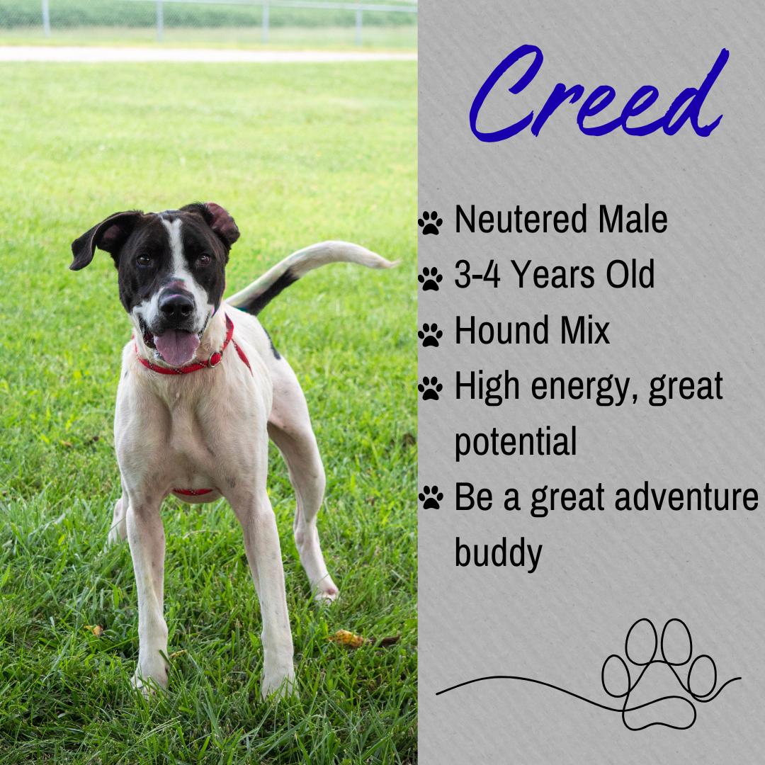 Creed, ADOPTABLE, Adult Male Hound.