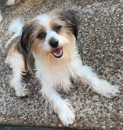 CASTER, an adoptable Havanese in Dallas, TX, 75252 | Photo Image 1