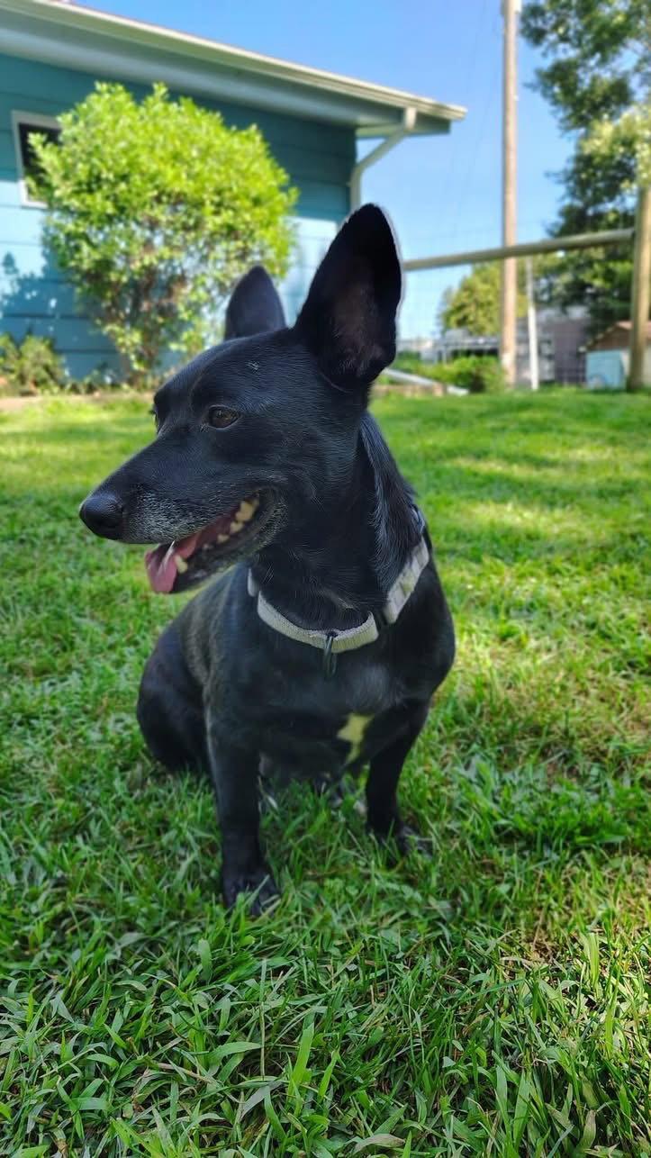 Donna, Adoptable, Adult Female Corgi.