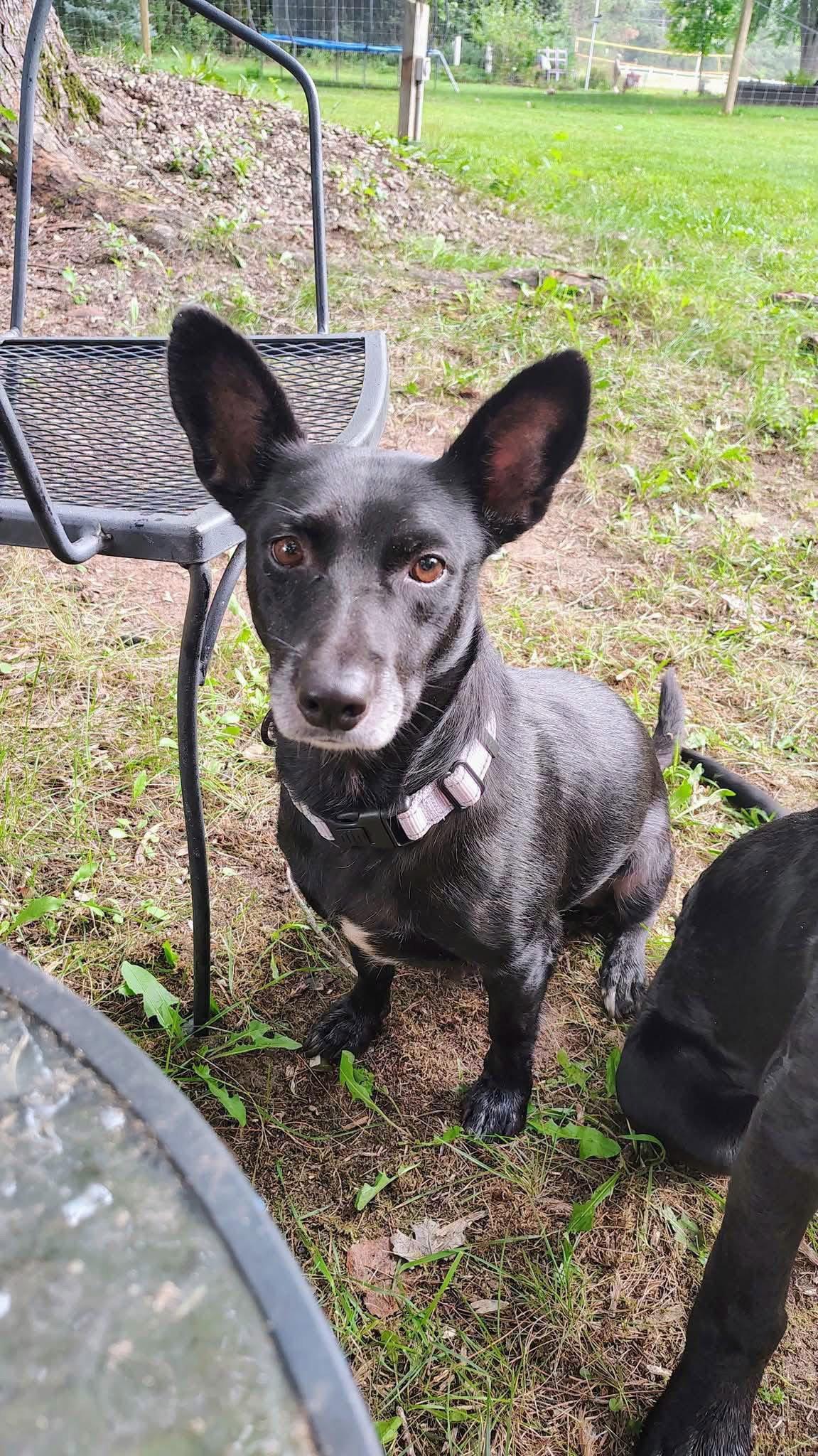 Enlarge Donna, a Adoptable Corgi in New London, WI image 3/3