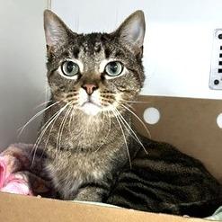 Bright Eyes, Adoptable, Adult Male Domestic Short Hair.