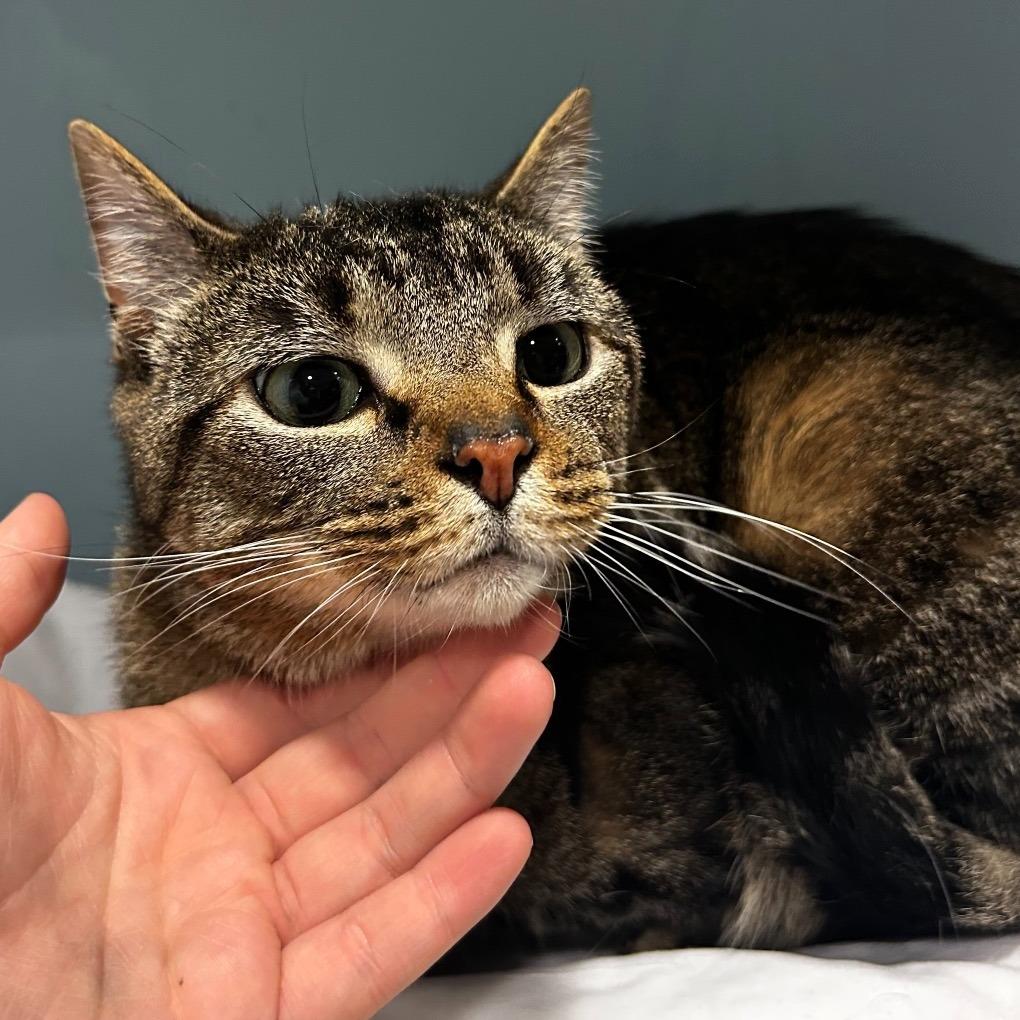 Bright Eyes, a Adoptable Domestic Short Hair in Novelty, OH image 2/2