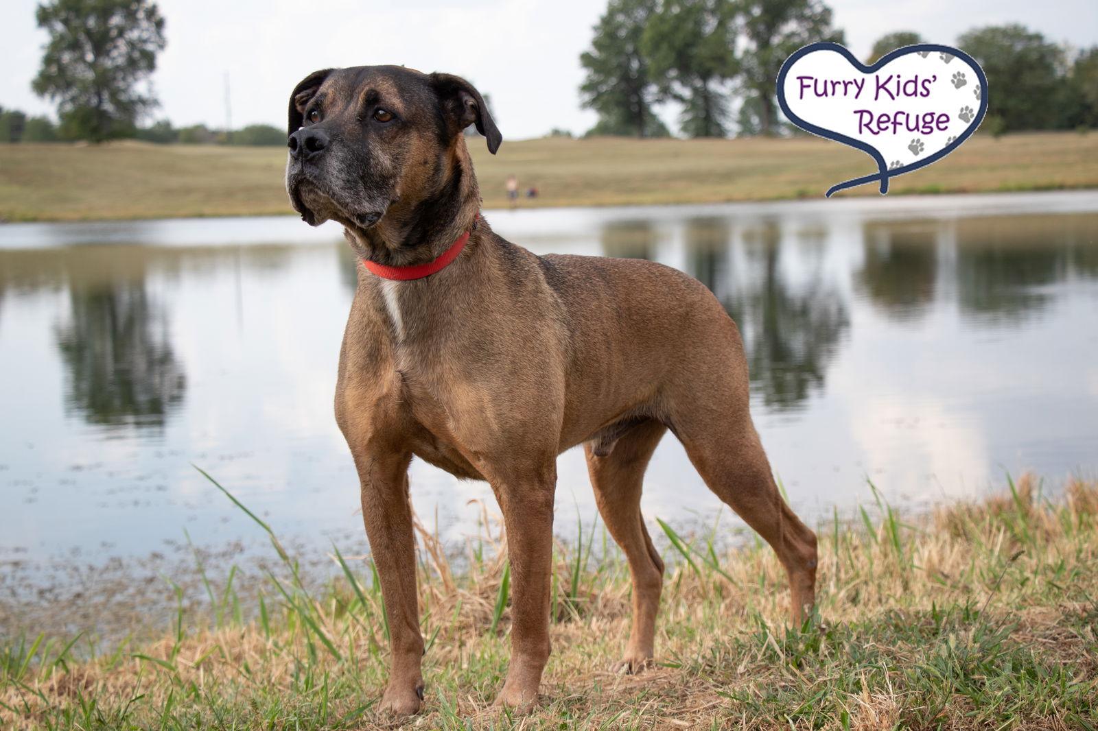 Hank, Adoptable, Senior Male Mastiff & Shepherd.