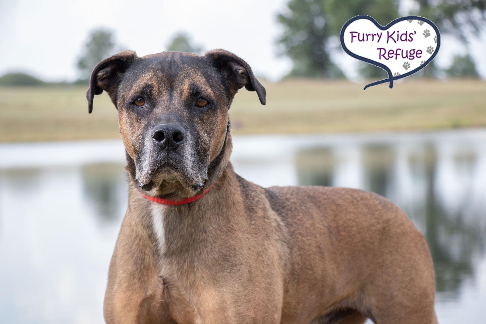 Enlarge Hank, a Adoptable mixed breed in Lee's Summit, MO image 2/3