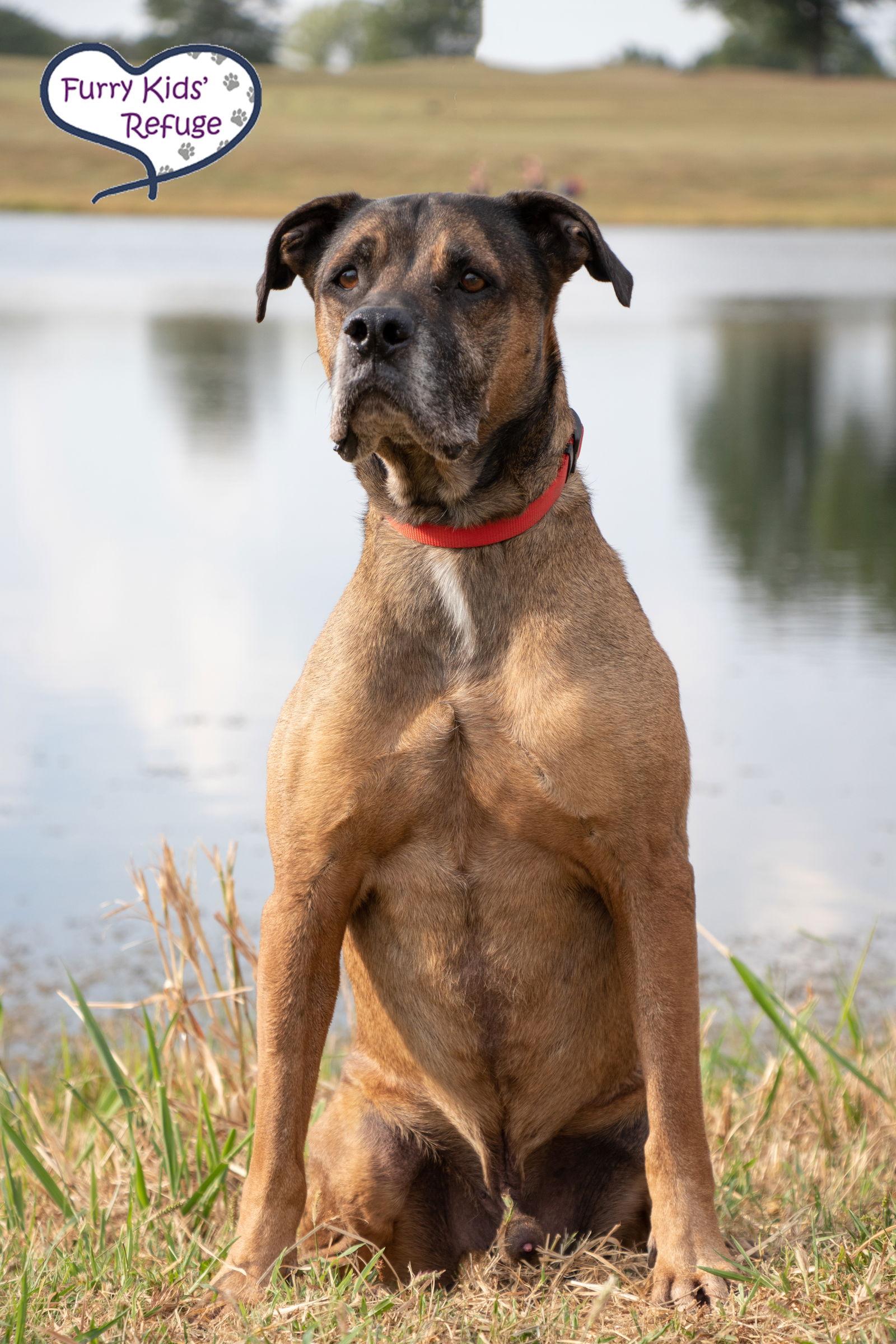 Enlarge Hank, a Adoptable mixed breed in Lee's Summit, MO image 3/3