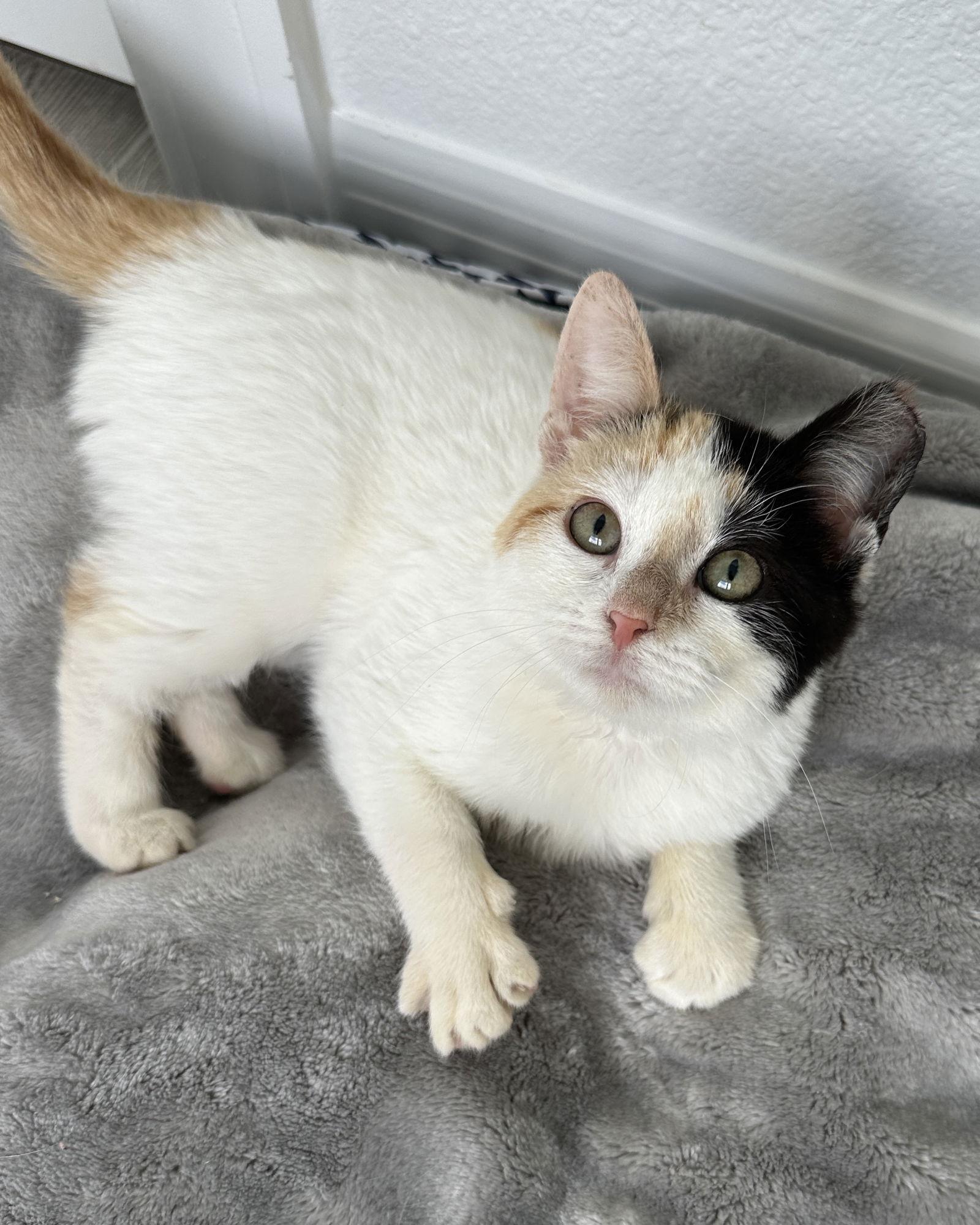 CATHY, a Adopted Domestic Short Hair in Orlando, FL image 1/3