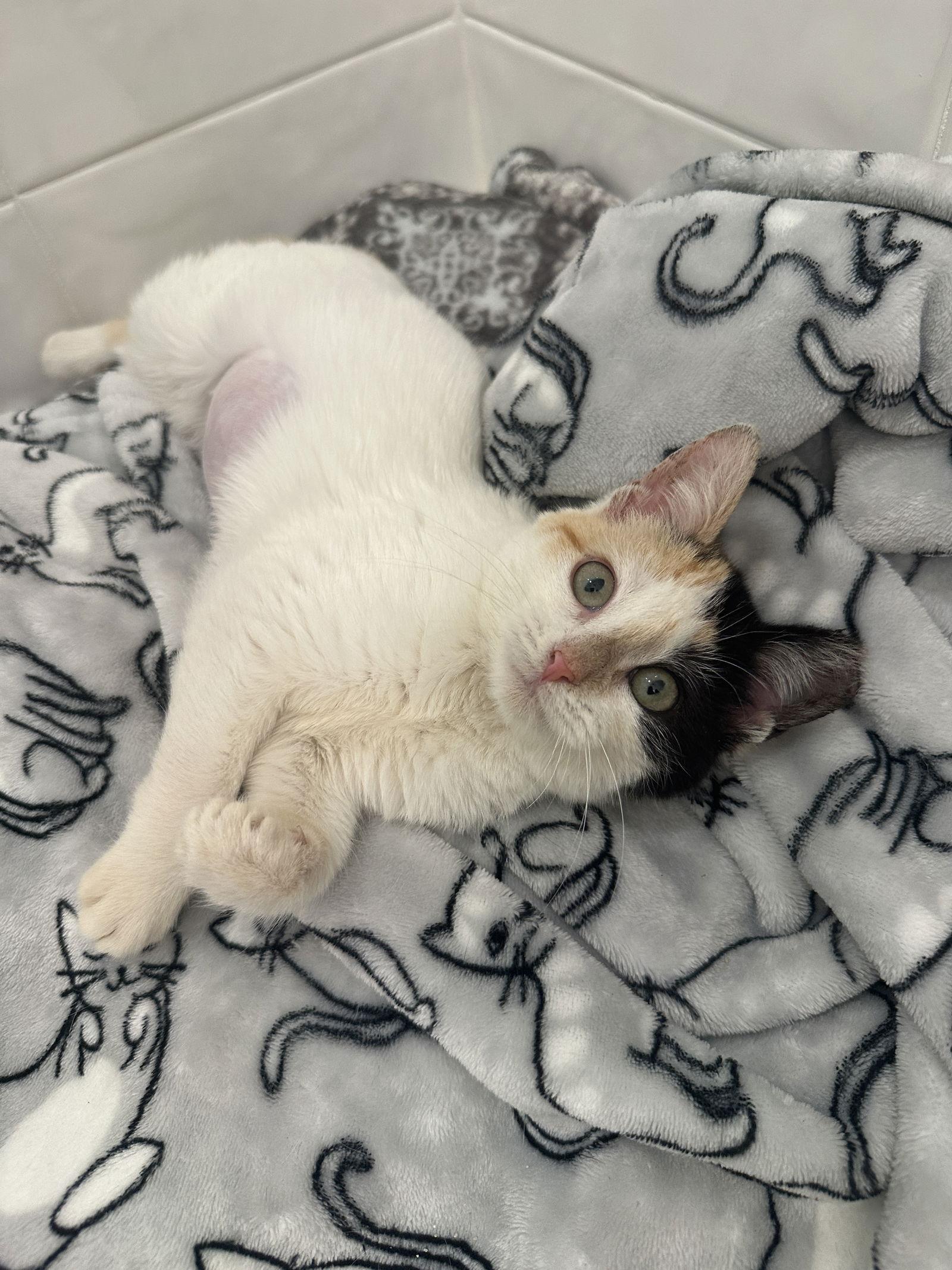 CATHY, a Adopted Domestic Short Hair in Orlando, FL image 2/3