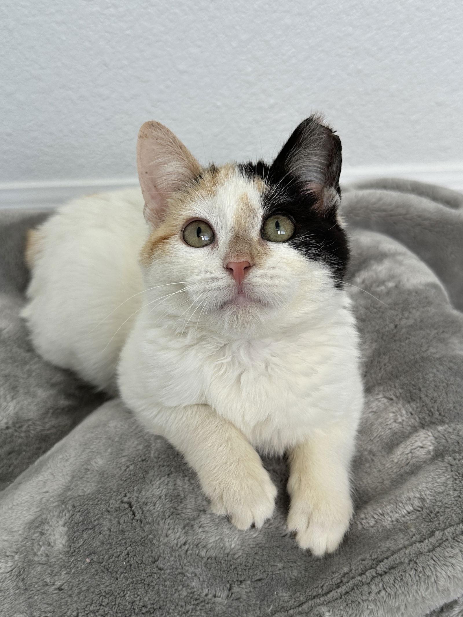 CATHY, a Adopted Domestic Short Hair in Orlando, FL image 3/3