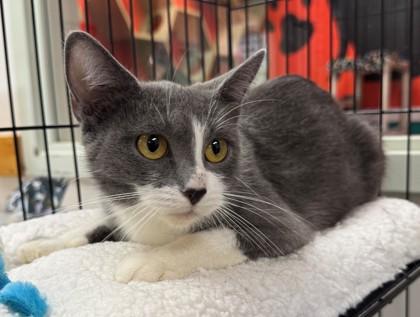 Suki, Adoptable, Adult Female Domestic Short Hair & Domestic Short Hair.
