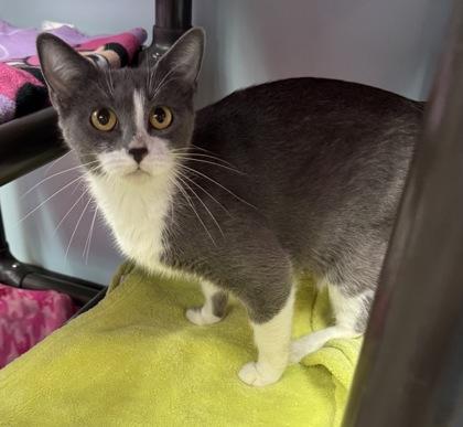 Suki, Adoptable, Adult Female Domestic Short Hair & Domestic Short Hair.