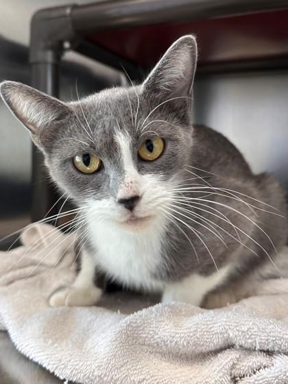 Suki, a Adoptable Domestic Short Hair in Willmar, MN image 3/3