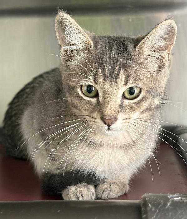 Kendall, Adoptable, Kitten Female Domestic Short Hair.
