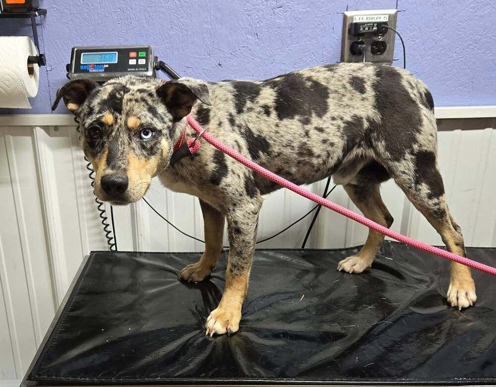 Stu, Adoptable, Young Male Australian Cattle Dog / Blue Heeler.