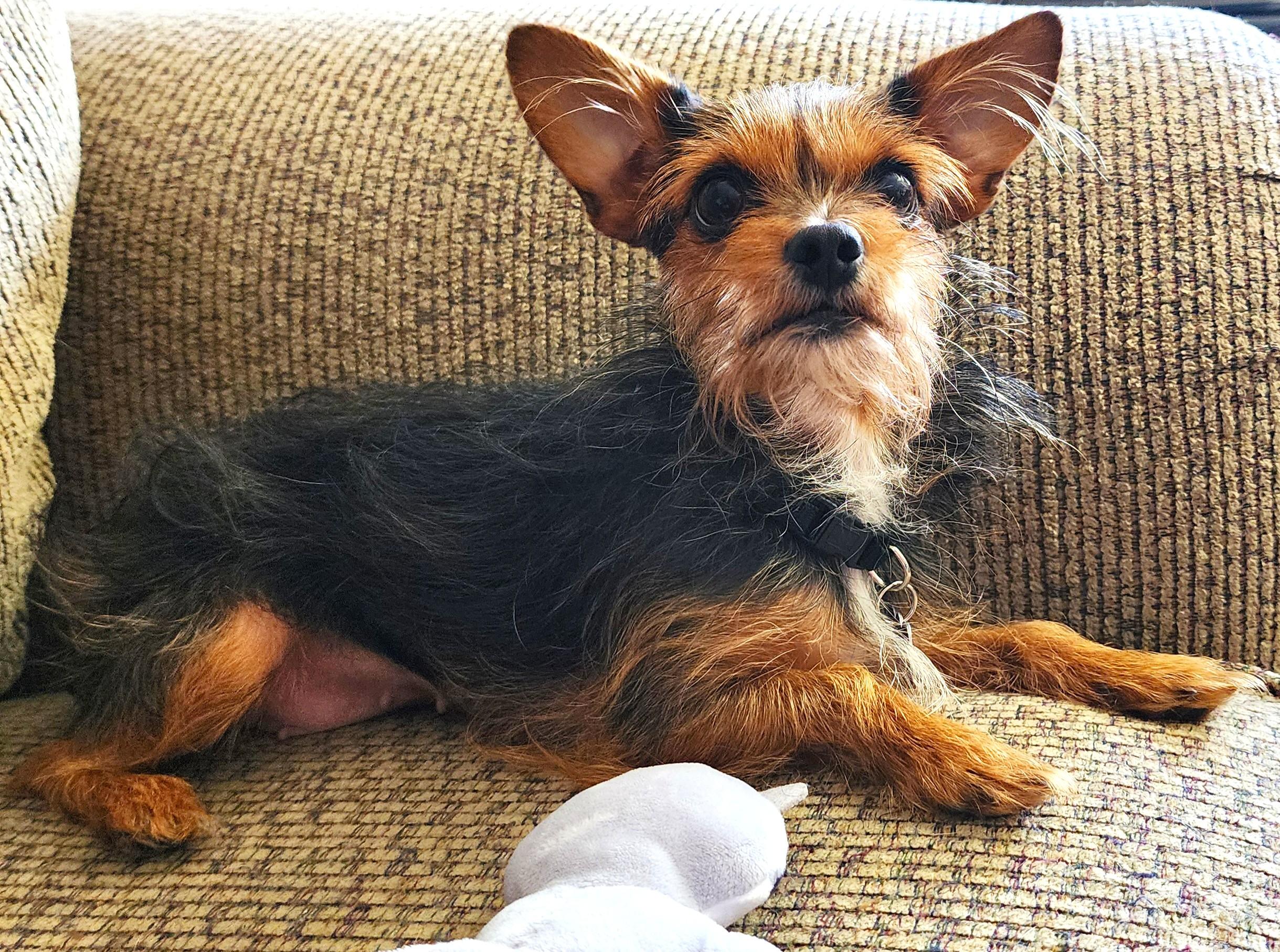 Enlarge Trixy, a Adoptable mixed breed in Lisbon, IA image 4/6