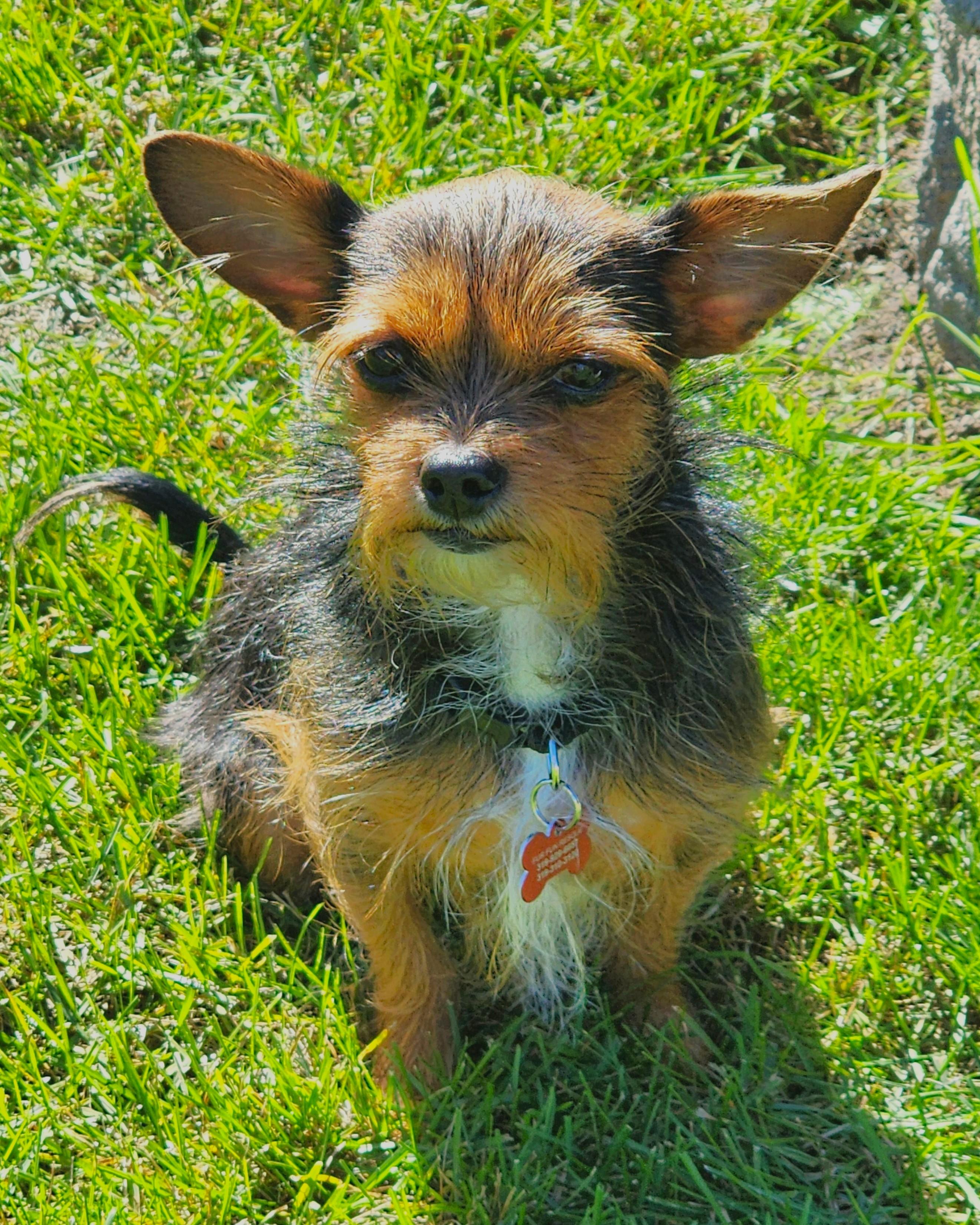Enlarge Trixy, a Adoptable mixed breed in Lisbon, IA image 5/6