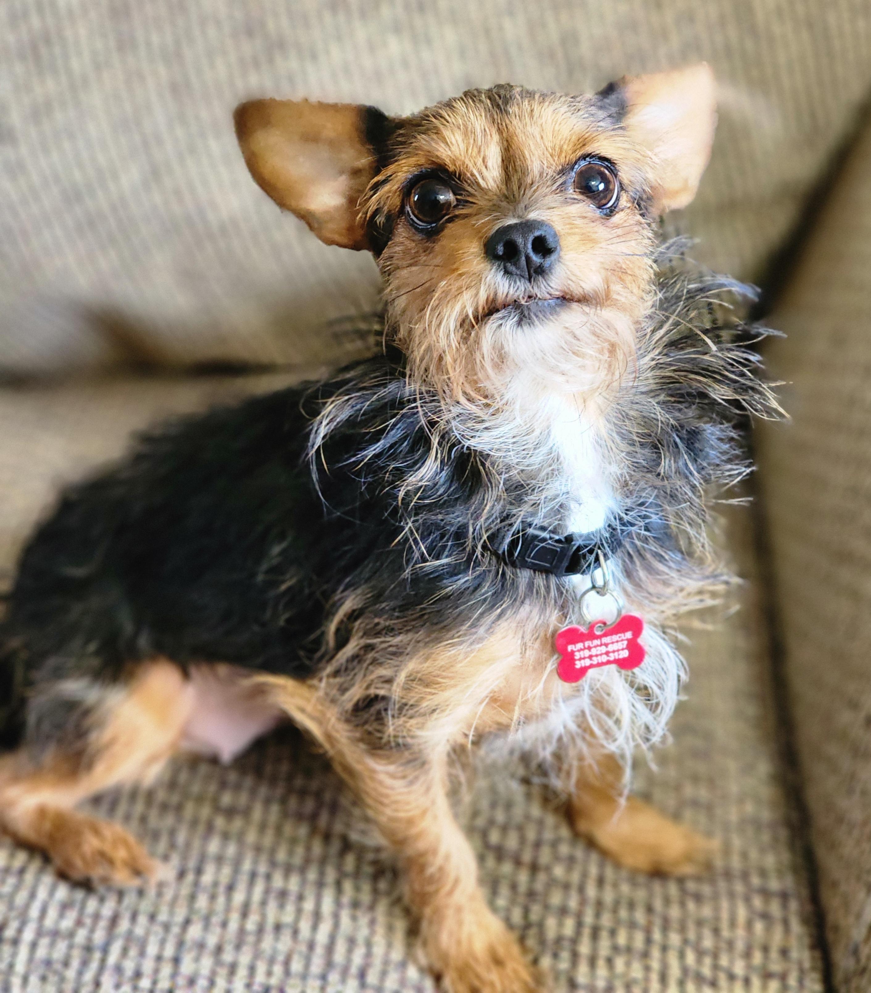 Enlarge Trixy, a Adoptable mixed breed in Lisbon, IA image 6/6