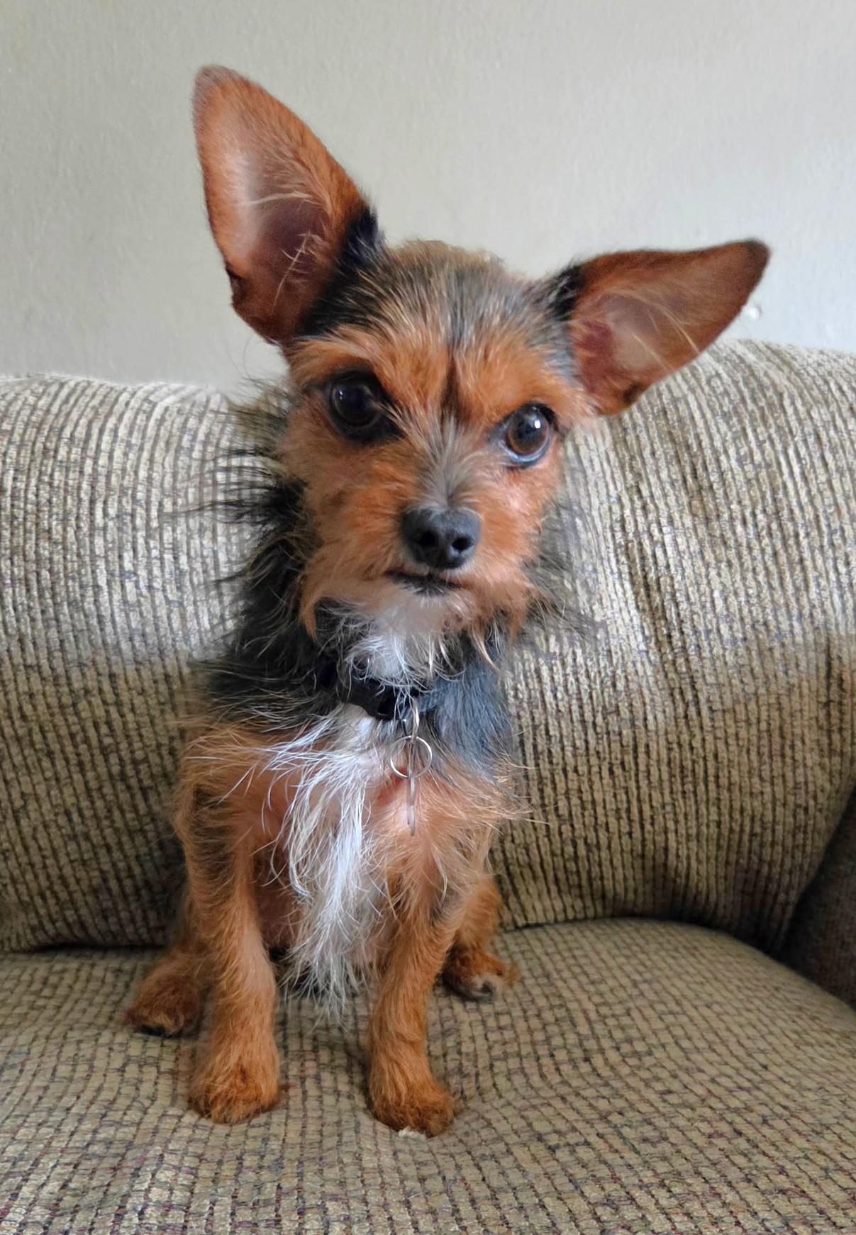 Trixy, Adoptable, Adult Female Chihuahua & Yorkshire Terrier.