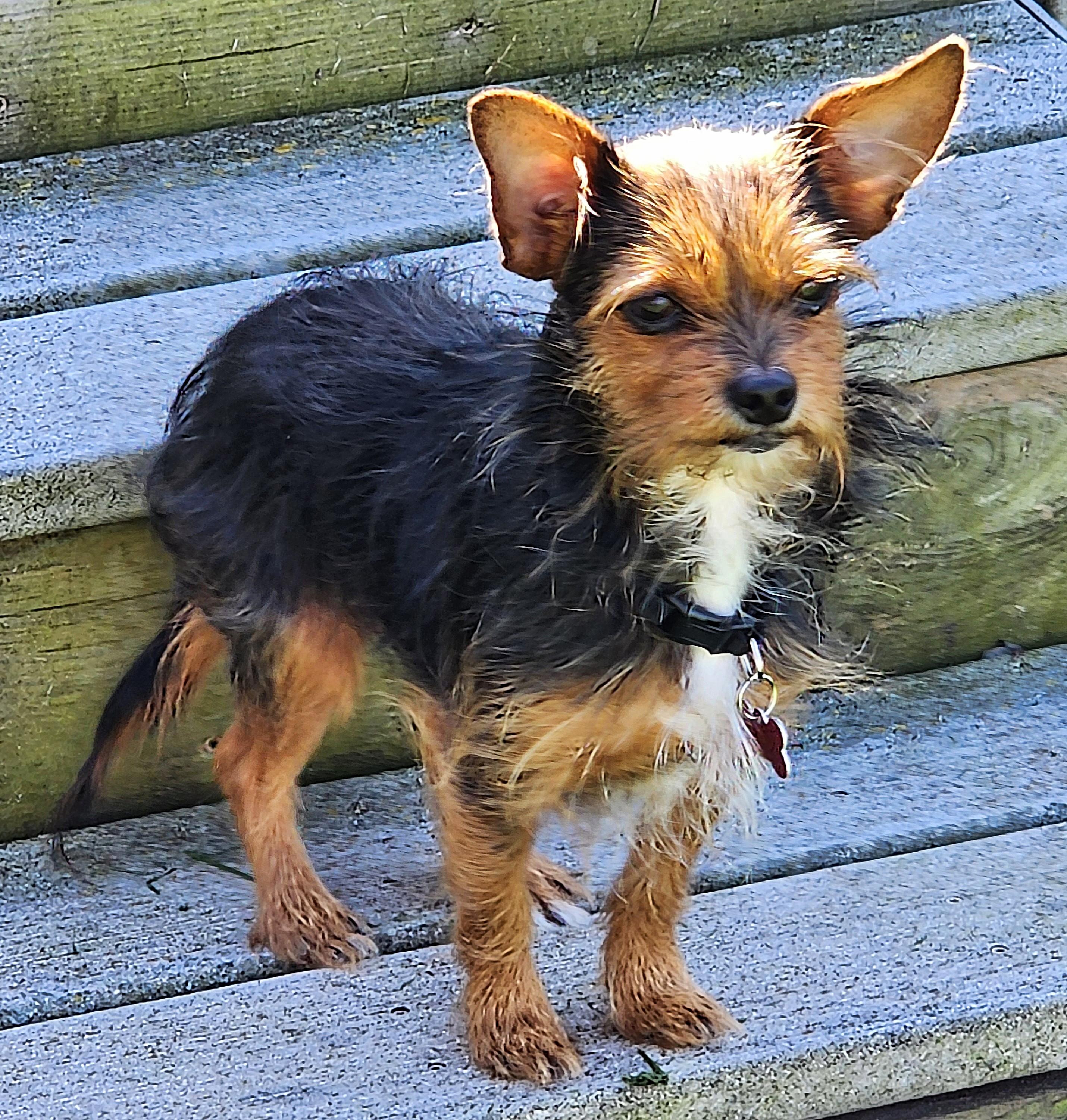 Enlarge Trixy, a Adoptable mixed breed in Lisbon, IA image 2/6