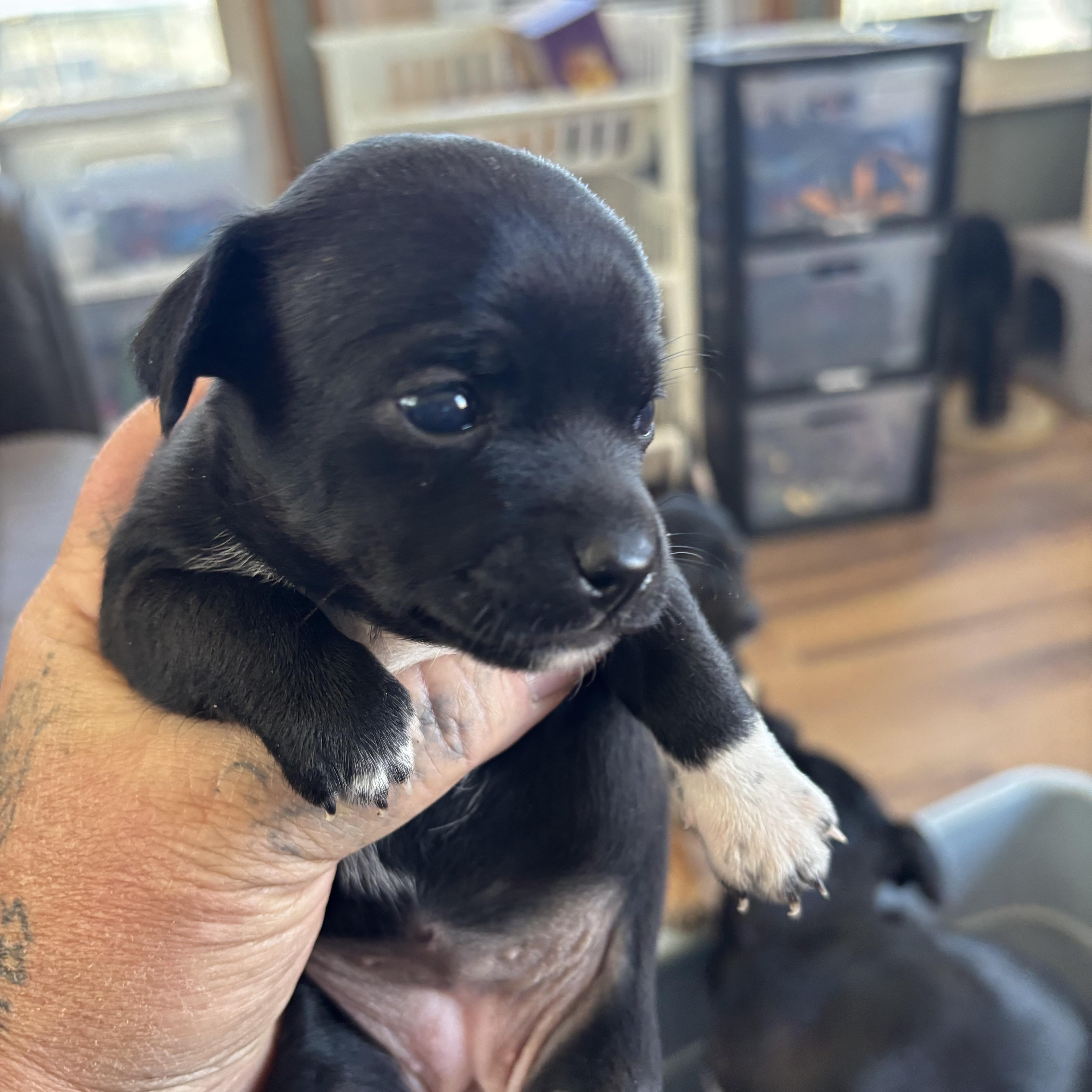Enlarge Ethel, an adoptable mixed breed in Deming, NM image 2/2