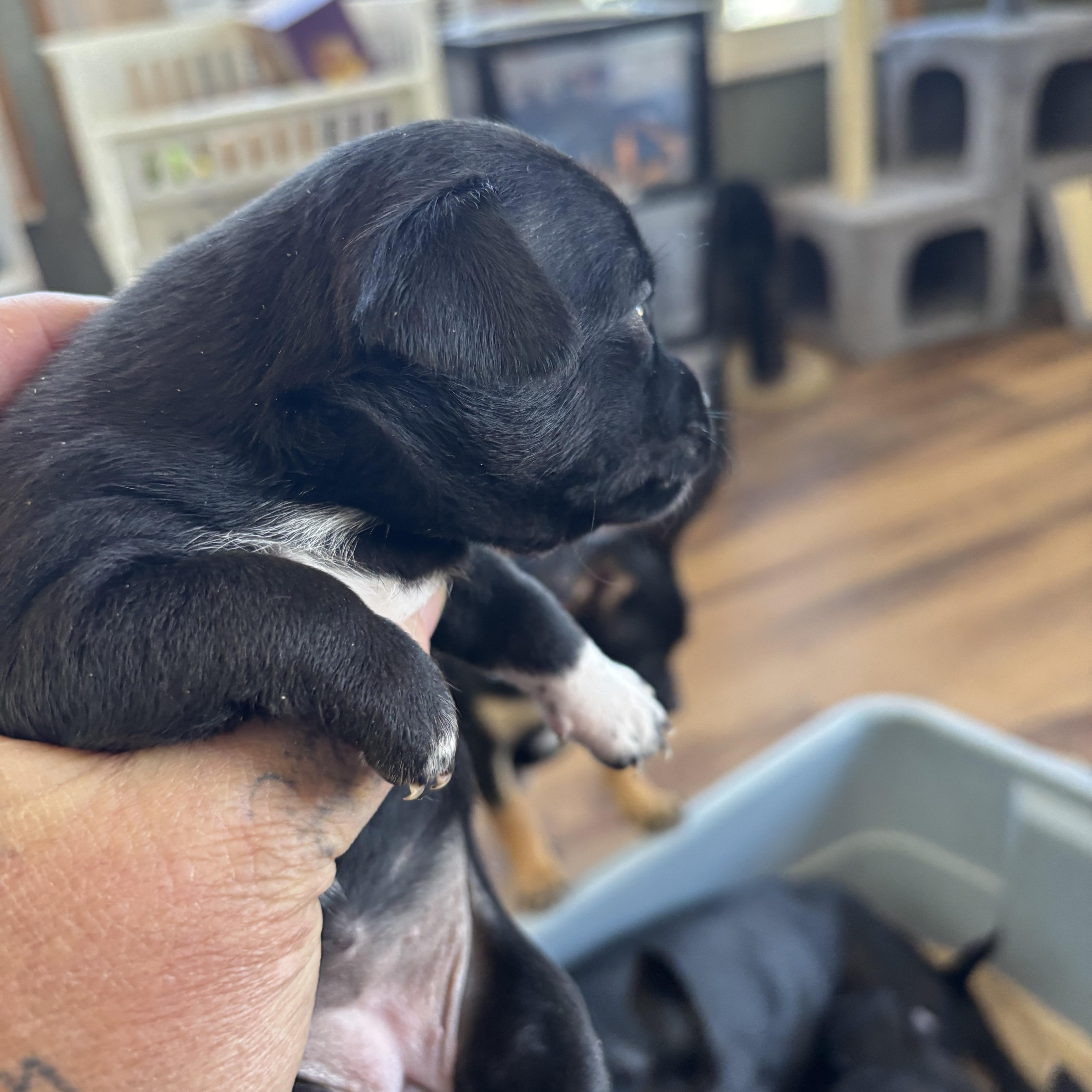 Ethel, adoptable, Puppy Female Chihuahua & Jack Russell Terrier.