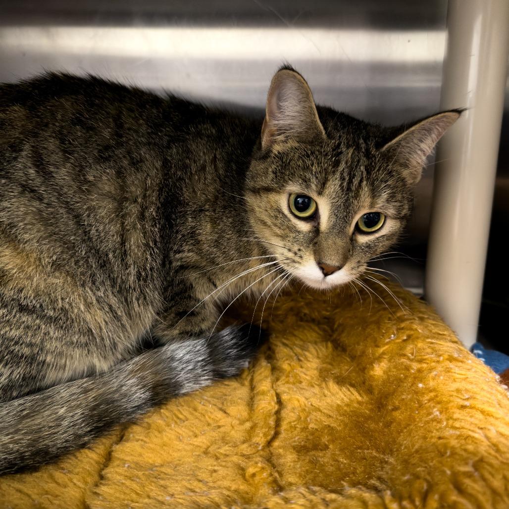 Enlarge Agnes, a Adoptable Domestic Short Hair in Gainesville, GA image 1/3