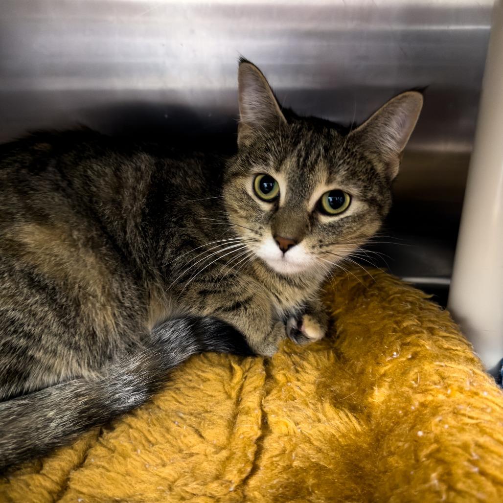 Enlarge Agnes, a Adoptable Domestic Short Hair in Gainesville, GA image 2/3