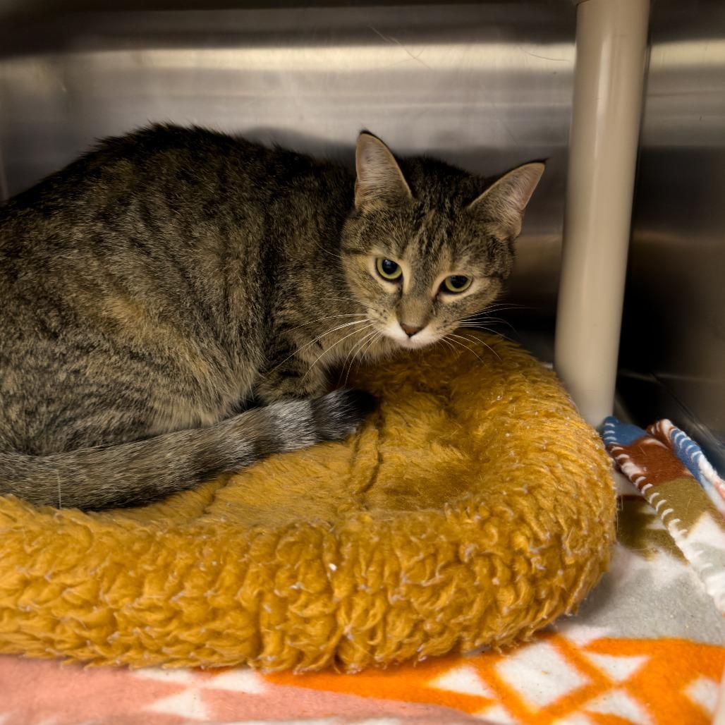 Enlarge Agnes, a Adoptable Domestic Short Hair in Gainesville, GA image 3/3