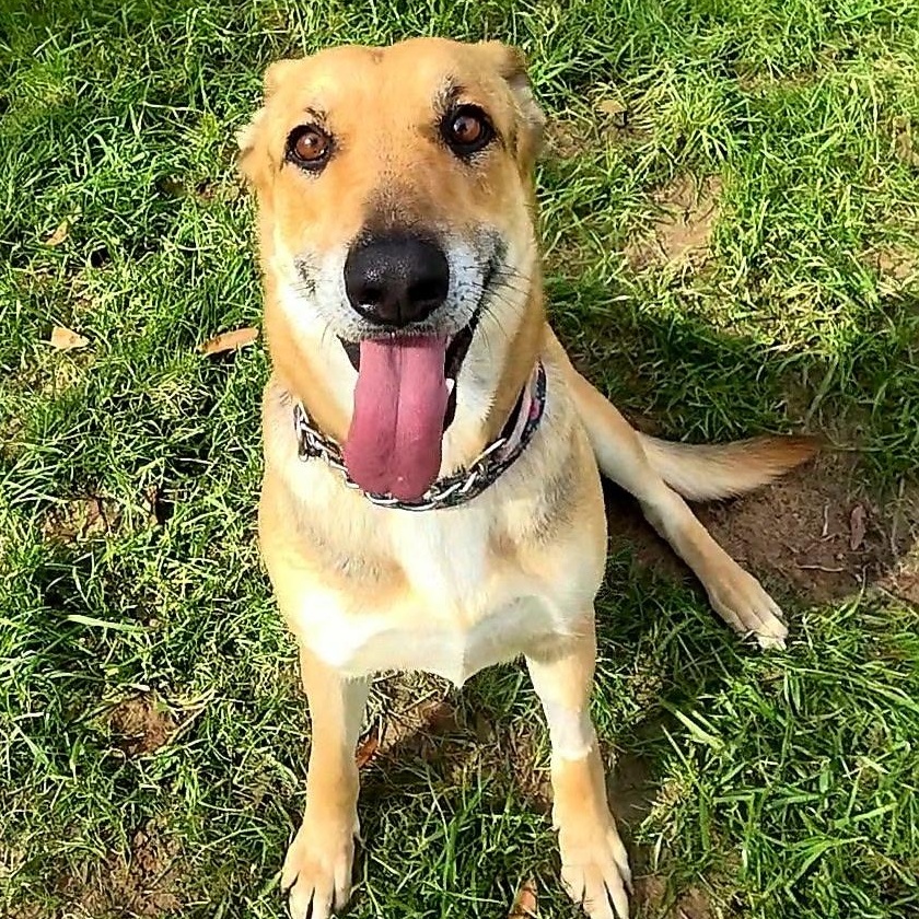 Enlarge Lisa, a Adoptable mixed breed in Aspen, CO image 3/5