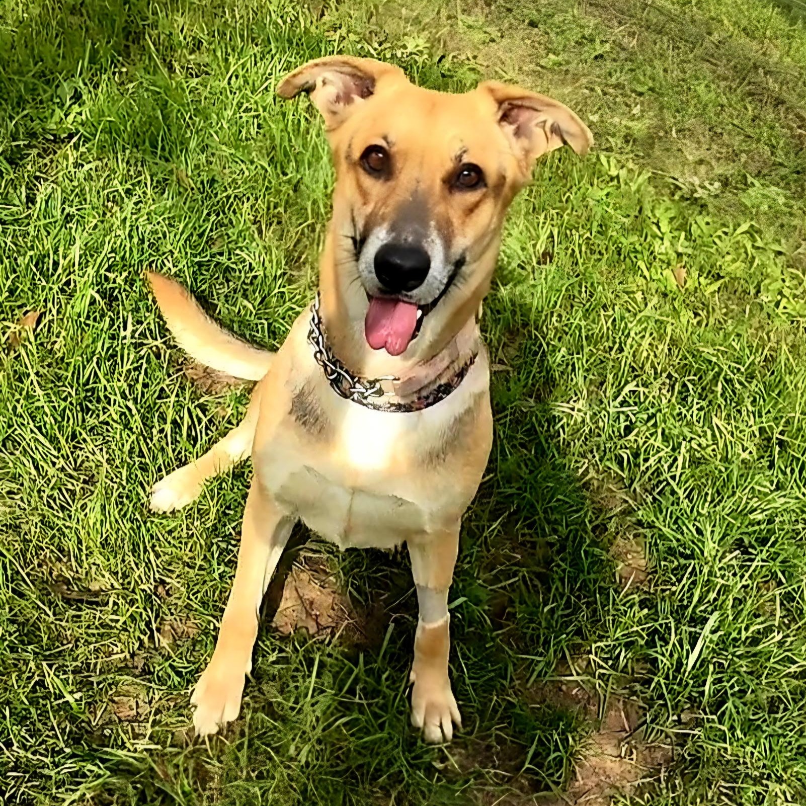 Enlarge Lisa, a Adoptable mixed breed in Aspen, CO image 1/5