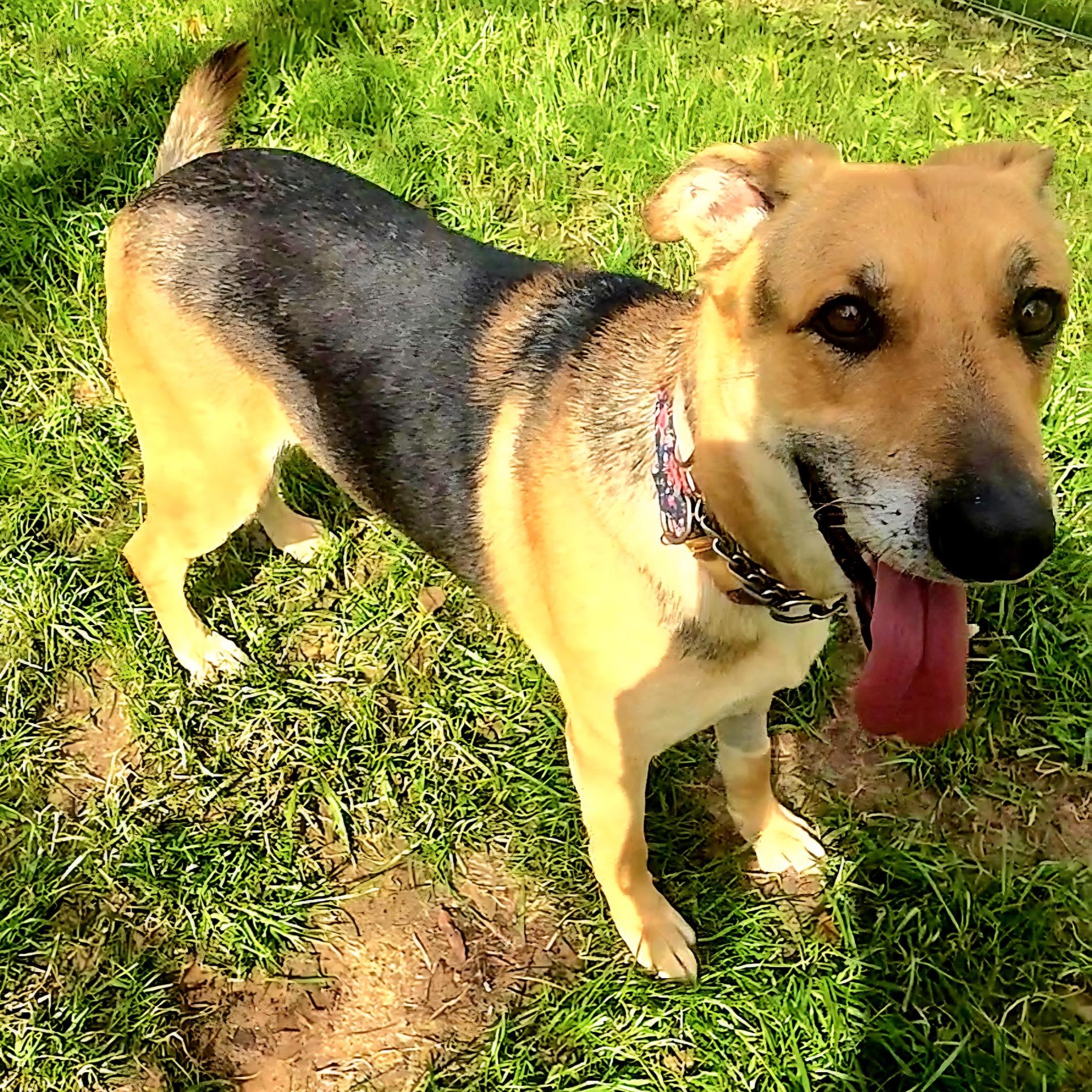 Enlarge Lisa, a Adoptable mixed breed in Aspen, CO image 4/5