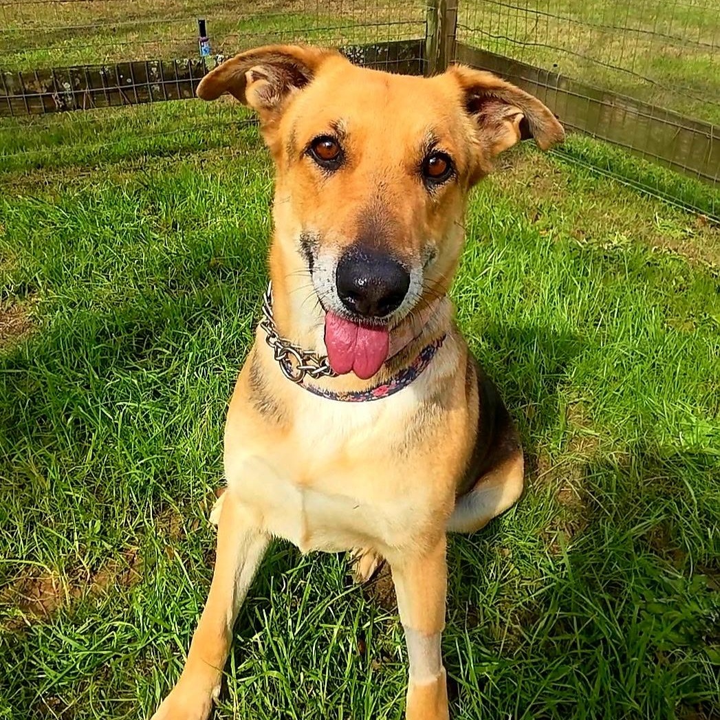 Enlarge Lisa, a Adoptable mixed breed in Aspen, CO image 2/5