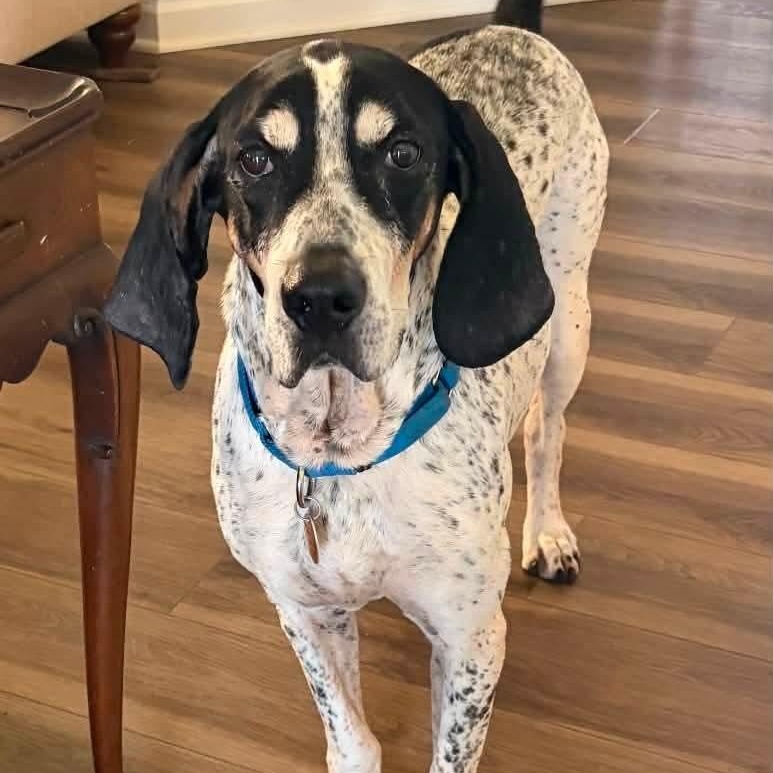 Enlarge Roofus, a Adoptable Bluetick Coonhound in Mount Bethel, PA image 1/5