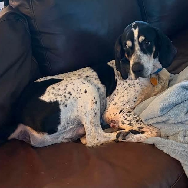 Enlarge Roofus, a Adoptable Bluetick Coonhound in Mount Bethel, PA image 3/5