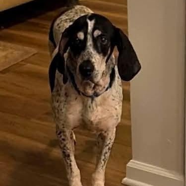 Enlarge Roofus, a Adoptable Bluetick Coonhound in Mount Bethel, PA image 4/5
