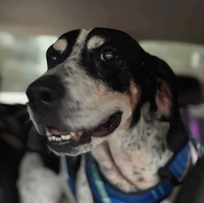 Enlarge Roofus, a Adoptable Bluetick Coonhound in Mount Bethel, PA image 5/5