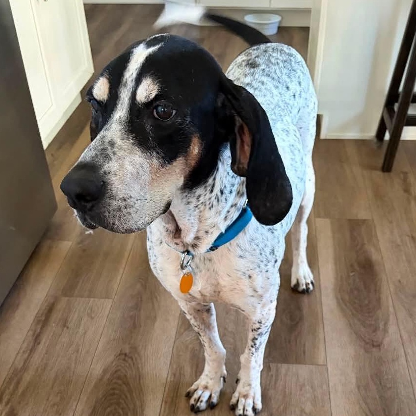 Enlarge Roofus, a Adoptable Bluetick Coonhound in Mount Bethel, PA image 2/5