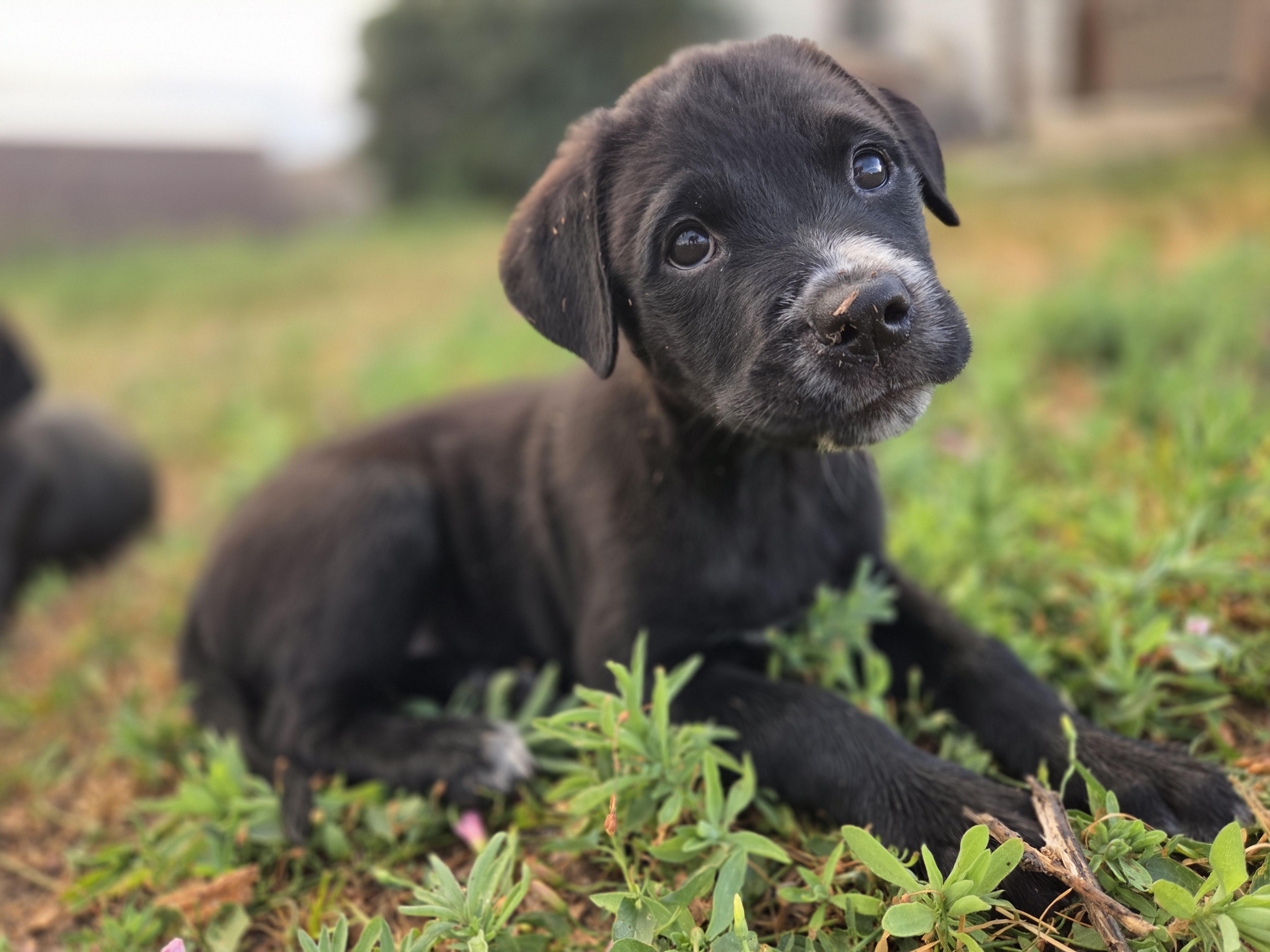 Blossom, a ADOPTABLE mixed breed in Carr, CO image 2/5