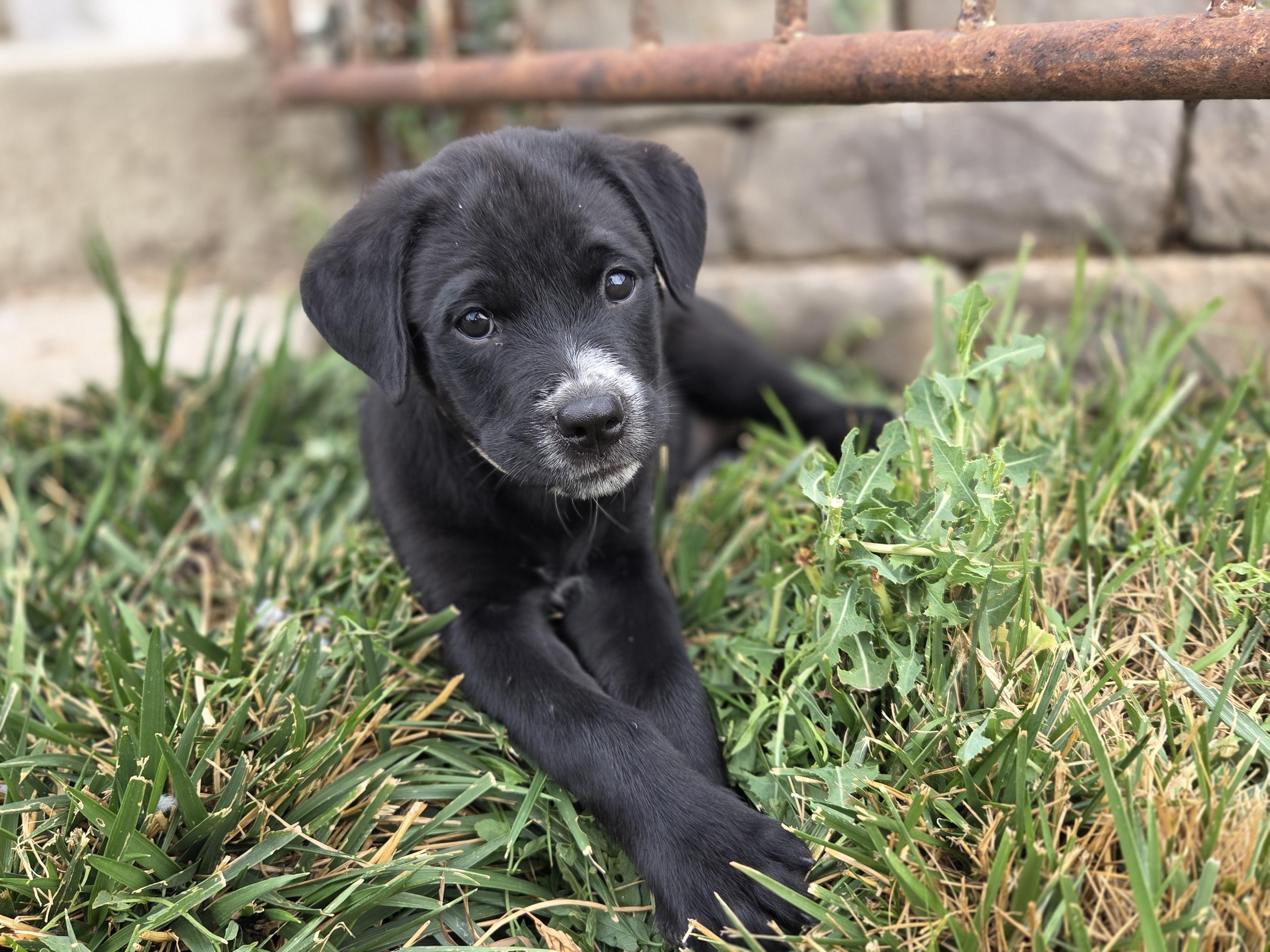 Blossom, ADOPTABLE, Puppy Female Mixed Breed.