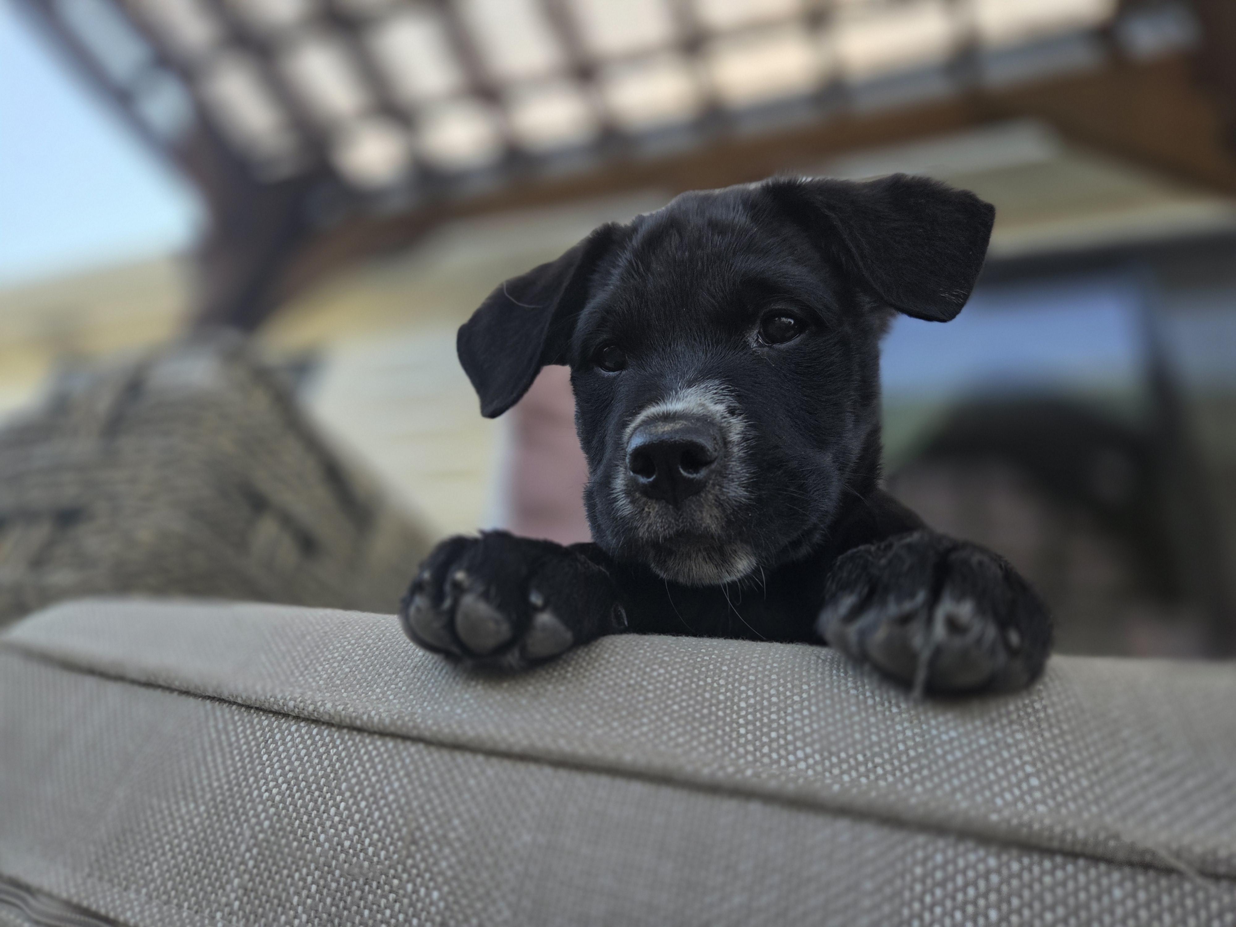 Blossom, a ADOPTABLE mixed breed in Carr, CO image 5/5