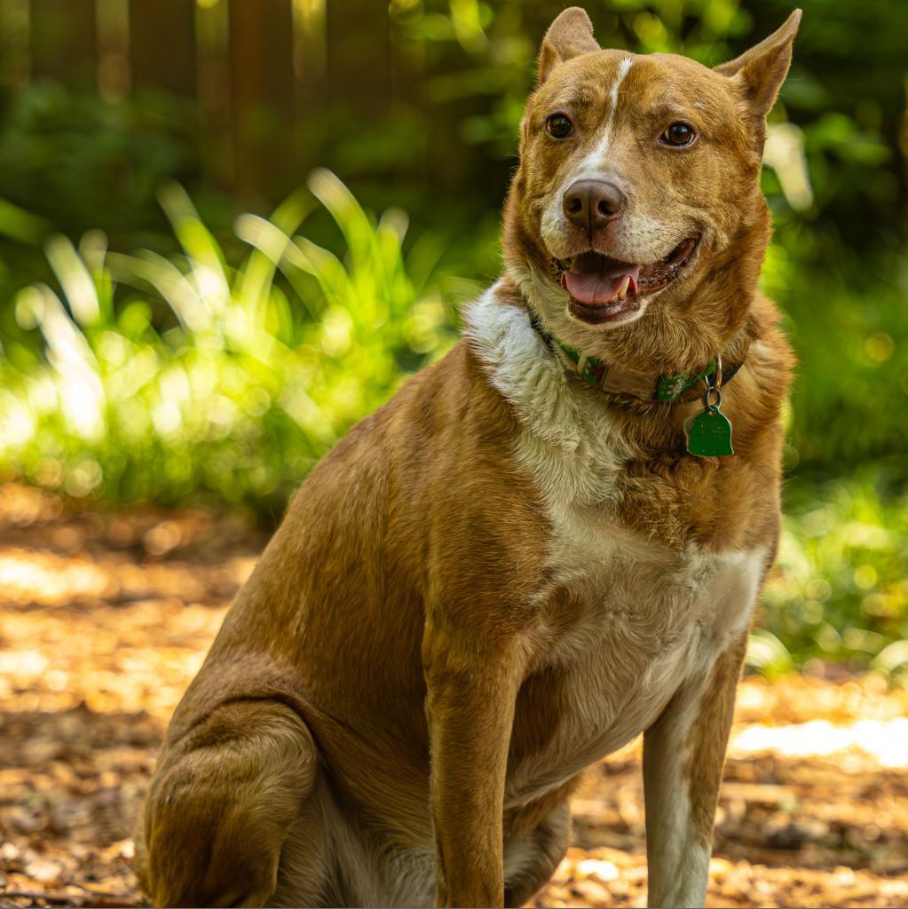 Enlarge Zoomer (I Have a Secret Crush!), a Adoptable mixed breed in Decatur, GA image 1/6