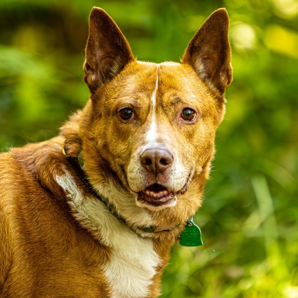 Enlarge Zoomer (I Have a Secret Crush!), a Adoptable mixed breed in Decatur, GA image 2/6
